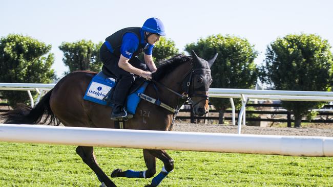 Godolphin Everest runner Trekking during track work at Agnes Banks. Picture: Dylan Robinson