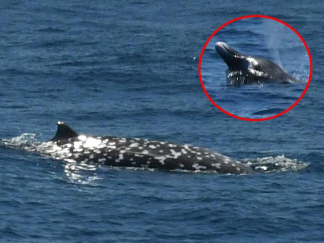 The researchers managed to capture a picture of the whale's beak. Picture: Facebook.
