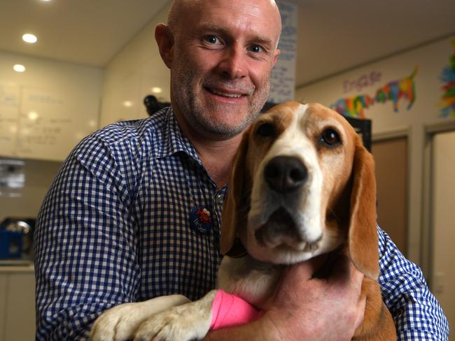 BRISBANE, AUSTRALIA - NCA NewsWire Photos AUGUST, 06, 2020.Vet Dr Sam Jones from My Local Vet poses for a photo with Banjo the beagle at his clinic in Alexandra Hills in Brisbane. Dog injuries and overall vet presentations are on the rise as a result of over exercising during the COVID-19 lockdown.Picture: NCA NewsWire/Dan Peled