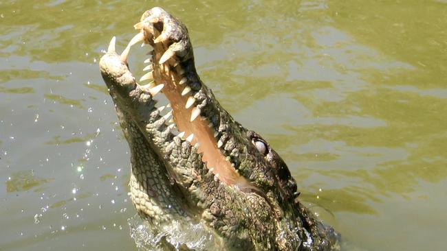 North Queensland politicians are calling for a cull of crocodiles. Picture: File