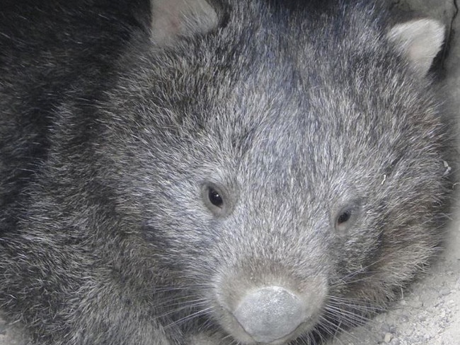 Yolandi Vermaak suspects that one wombat drank most of the 27L of water in only five day. Picture: Wombat Rescue/Facebook