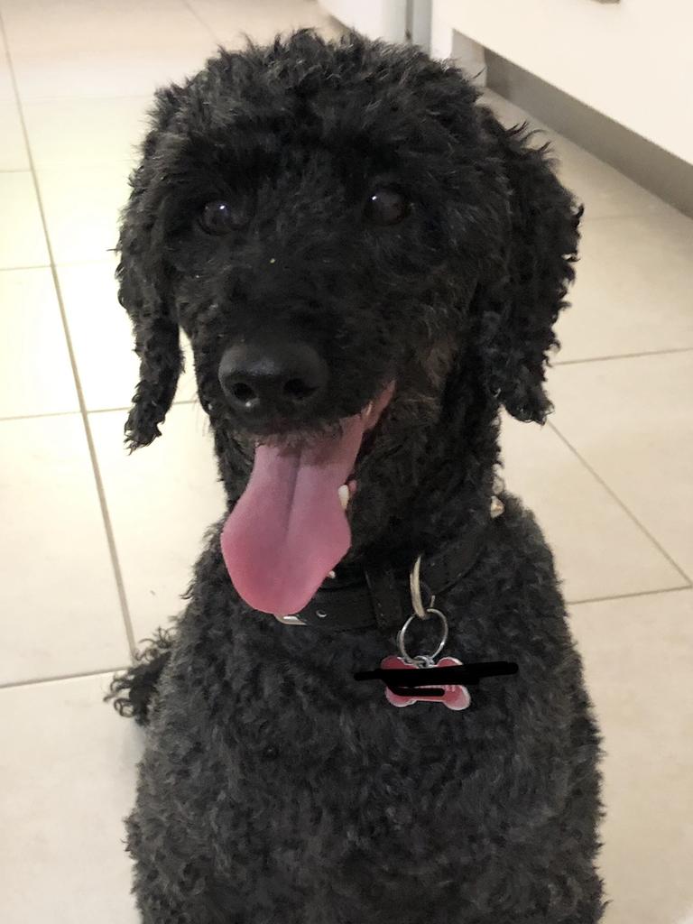 Ozzie the handsome happy poodle. He suffers from epilepsy and anxiety but is happiest when with close quiet company. Picture: Hollie Dawson