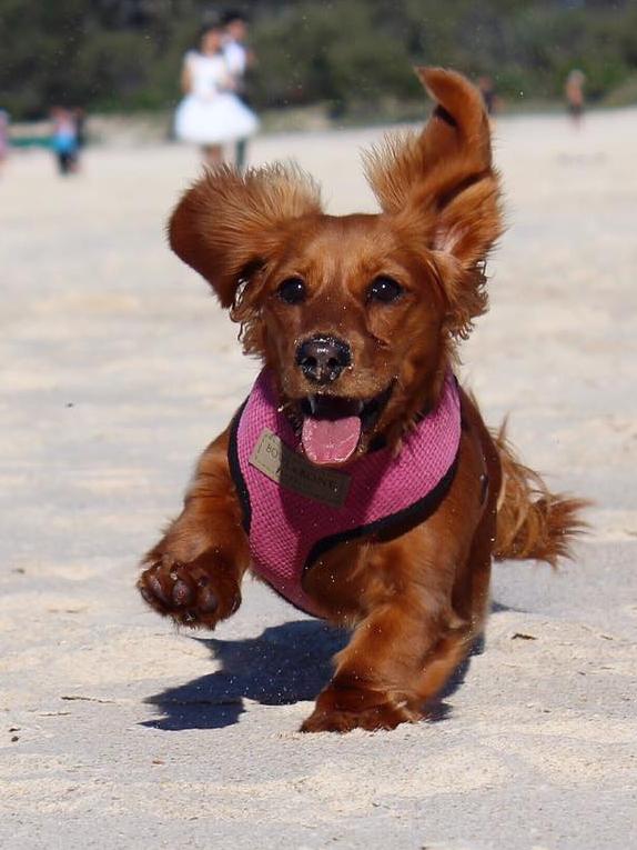Mia Riekert’s cheeky girl River is full of personality and adventure and is Instafamous! Check her out: @river_the_mini_dachshund