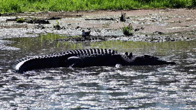 A four-metre long estuarine crocodile, also known as a saltwater crocodile or saltie, sunning itself in wetlands near Ingham in the state’s north. Picture: Cameron Bates