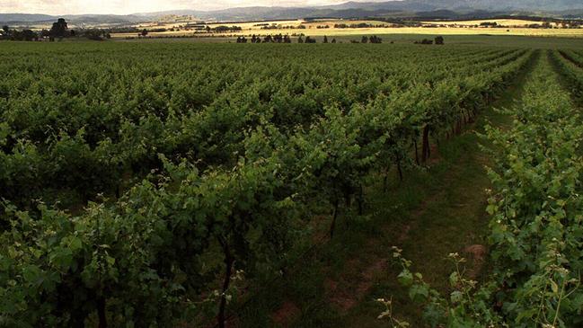 The vines developed over the years.