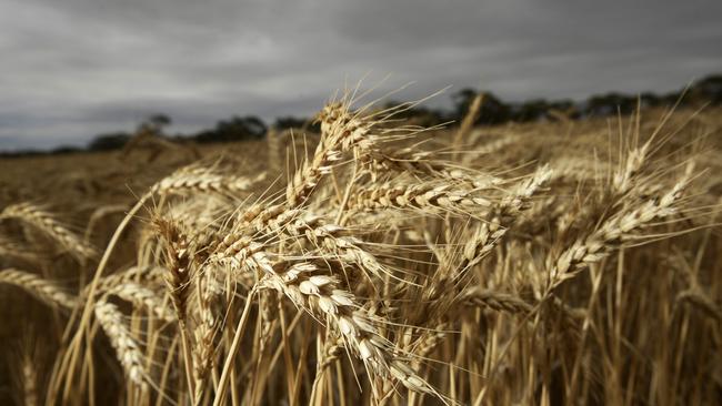 Volumes drop: INTL FCStone has cut national wheat production volumes to 14.45 million tonnes, compared to their estimate of 14.97 million tonnes last month.