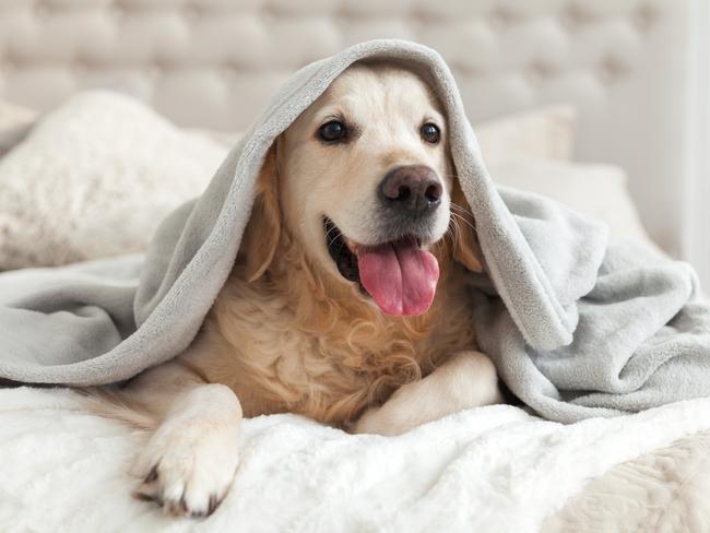 I don’t know. Who is a good boy? Picture: iStock