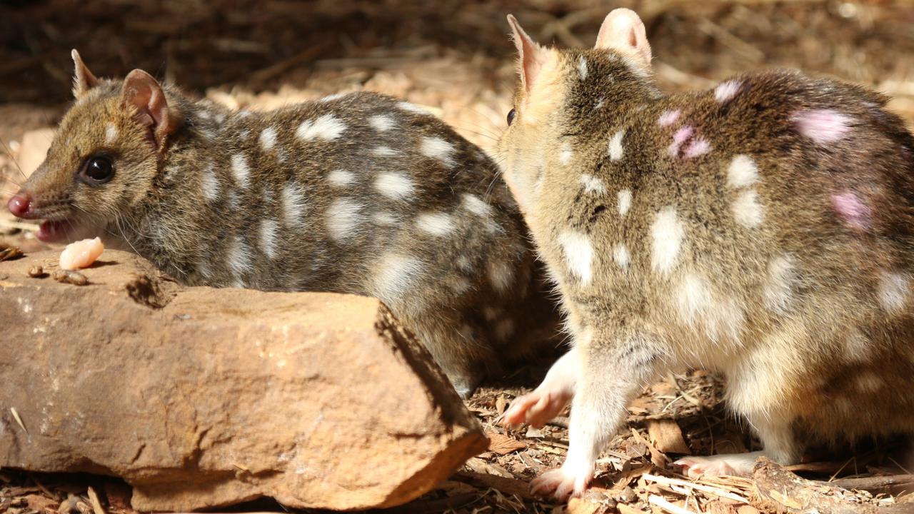 Researchers hope that the successful conservation translocation of 24 eastern quolls to The Quoin in the Midlands, Tasmania, will boost their threatened population. Picture: Elise Kaine