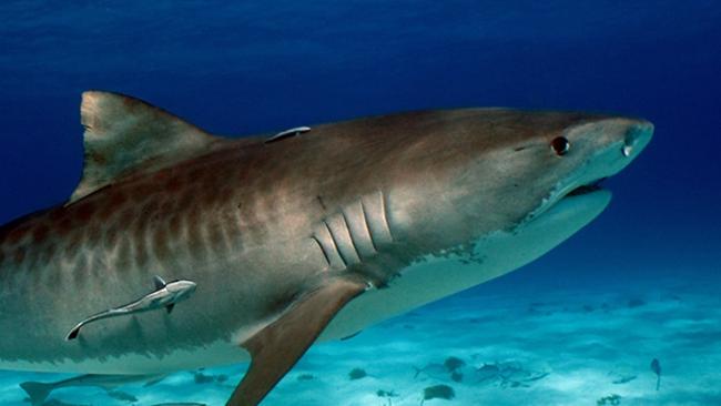 Mutilated sharks pose threat to beachgoers | NT News