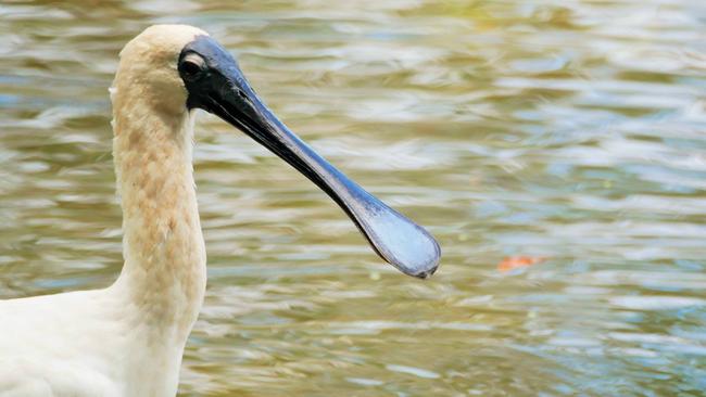 A photograph showing the abundant bird life at Black Swan Lake as it is about to be filled in. Picture: Ric Allport