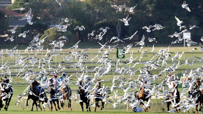 2005: Surprisingly, no one was seriously hurt after a flock of seagulls spooked the field in the Goldenway Handicap at Sandown. Five jockeys were thrown from their mounts and two ended up in hospital. Picture: Nicole Garmston