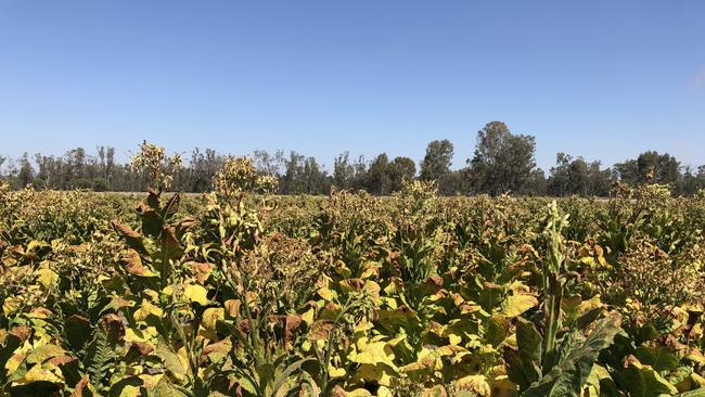 Tobacco crops in regional New South Wales. Photo: ATO