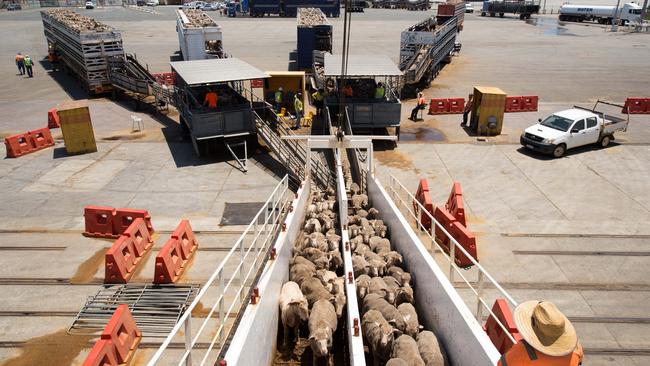 The legislated sheep export ban meant shipping companies were not investing in upgrading ships. Picture: LiveCorp