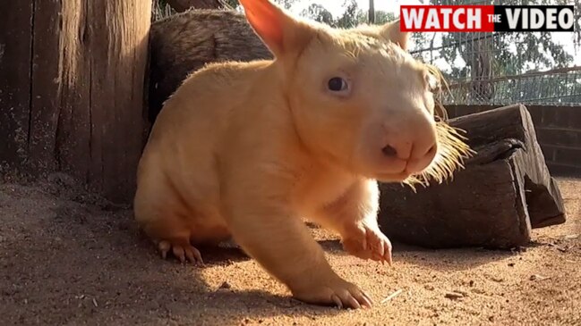 Rare Golden Wombat Born At Ballarat Wildlife Park Photos