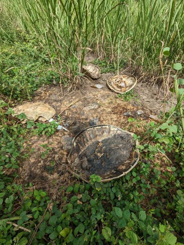 Holloway's Beach resident Luke Cooper spotted the turtle carcasses while on a walk. Picture: Luke Cooper