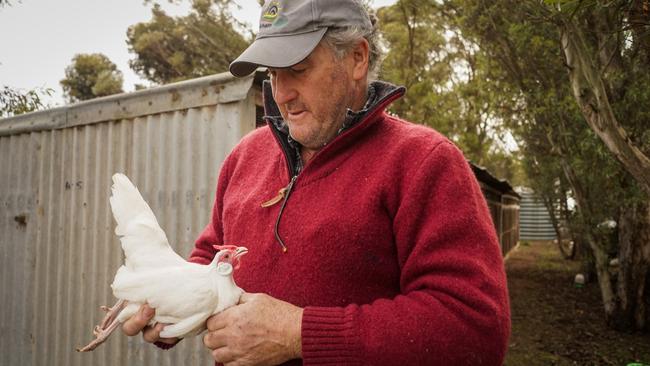 Yanac South farmer Dean Wheaton started breeding Rosecombs when he was eight years old. Picture by Rachel Simmonds