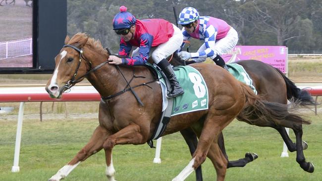 Santorini Sun looks hard to beat at Nowra on Sunday. Picture: Bradley Photos