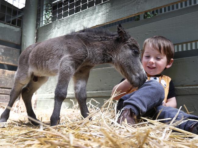 A Miniature pony at ZooDoo.born this morning called Hercules with owners son Kurt Smith 2 and half year.picture;KIM EISZELE