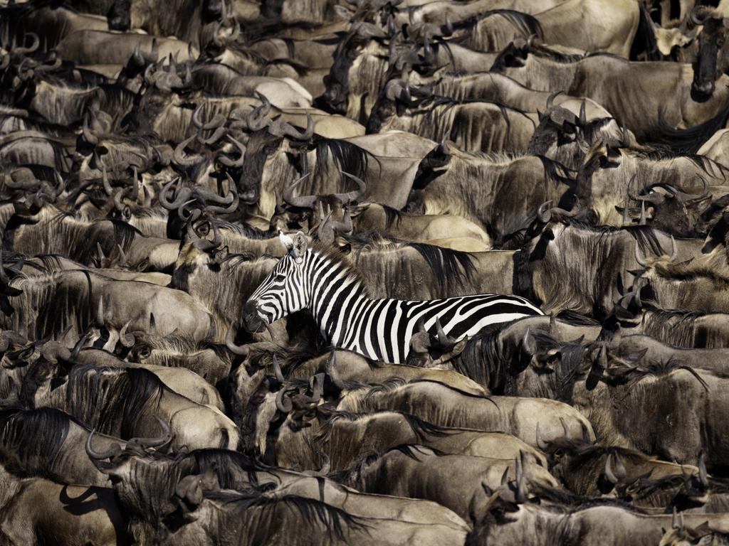 A zebra walks peacefully among a group of wildebeest in Kenya’s Masai Mara during the Great Migration. Picture: Pui Sun Tang
