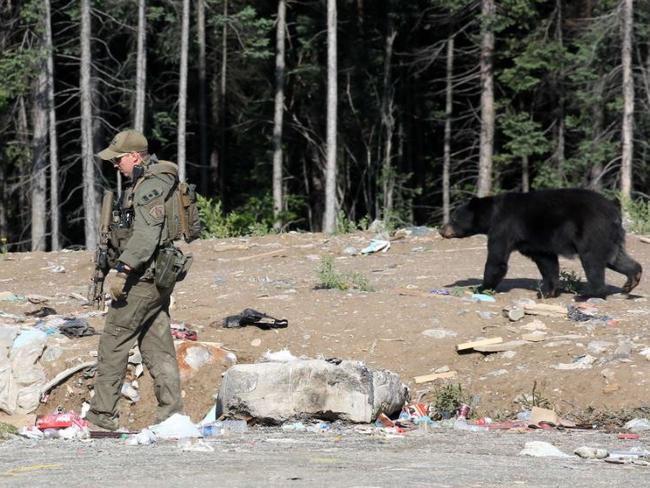 A bear trails a police officer at the food dump site where the suspects were supposedly spotted. Picture: Clint Brewer/ News Corp Australia