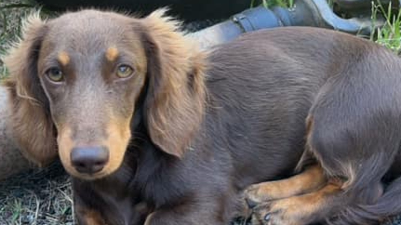 Lucy: Janine Richards' 1 year old Miniature Dachshund