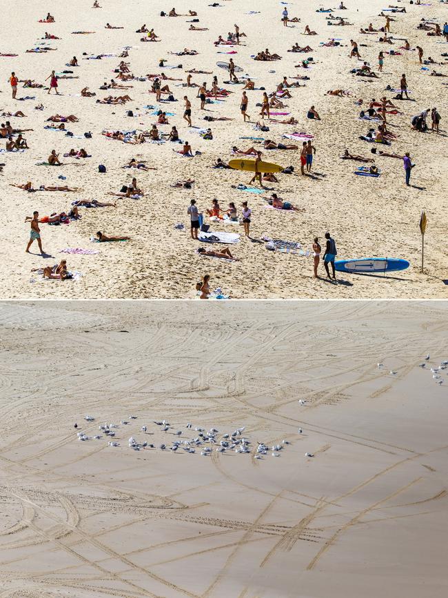 A composite image showing beachgoers at Bondi Beach on Friday, March 20 (top), and then the same part of the beach on Sunday, March 22, when the only group in the area was a flock of seagulls. Picture: Getty Images