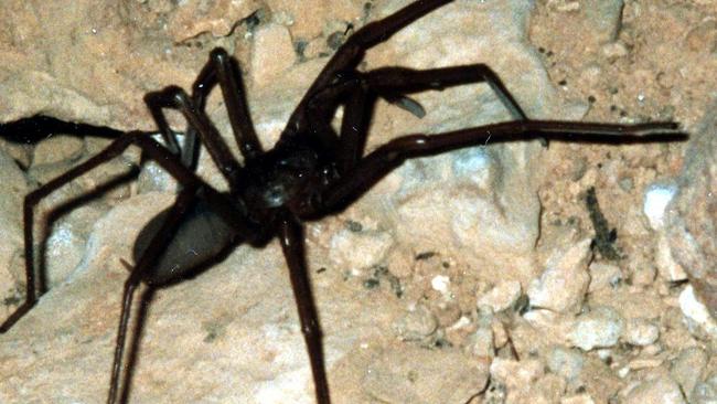 The cave-dwelling spider. Picture: WA Museum