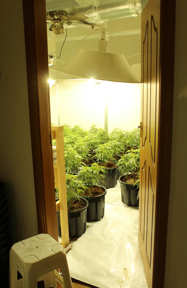 Police located and seized 436 cannabis plants in seven grow rooms, valued at approximately $1.5 million in Chatswood last night. This property is at 83 Greville St, Chatswood. Supplied NSW Police