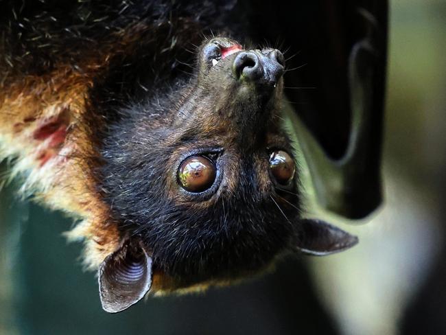 A new study from James Cook University researcher Hillary Whitehouse has revealed that wildlife carers for spectacled flying foxes, commonly known as fruit bats, are under resourced and risk burn out under the current volunteer model. A spectacled flying fox in the care of volunteers at Batreach Kuranda. Picture: Brendan Radke