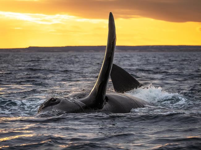 Kat Zhou: A South Right Whale fin-slaps the surface. Peninsula Valdez, Argentina