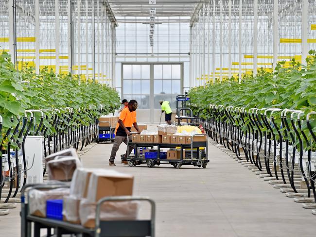 The greenhouse covers 5 hectares. Pic: AAP Image/Troy Snook