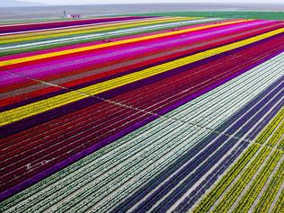 ESCAPE: KONYA, TURKEY - APRIL 13: Colorful tulip fields, sized 300 decare, which have been opened to public for two days in Karatay, Konya on April 13, 2016. (Photo by Murat Oner Tas/Anadolu Agency/Getty Images)