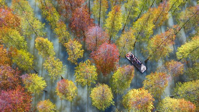 Autumn leaves change the landscape of Hongze Lake Wetland Scenic Area in Suqian, Jiangsu Province of China. Picture: VCG/Getty Images