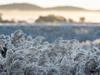 ‘Too early to make an assessment’: Frost hits winter crops