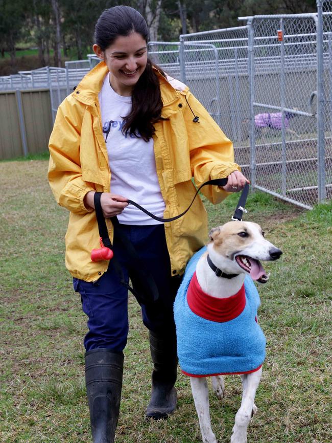 Volunteer Stephanie D'Souza takes Johnny for a walk.