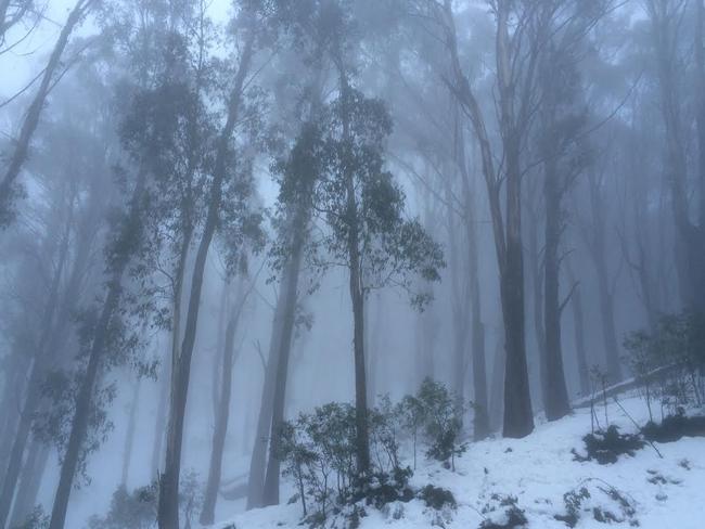 The author snapped this moody picture from the car about halfway up the hill. No Officer, he wasn’t driving at the time.