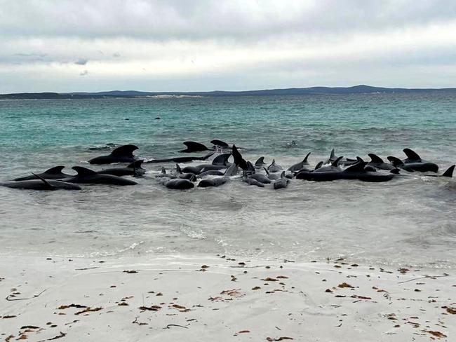 TOPSHOT - A handout photo taken and received on July 25, 2023 from Allan Marsh/Cheynes Beach Caravan Park, shows scores of pilot whales stranded at Cheynes Beach near Albany in Western Australia. Scores of pilot whales stranded themselves on a beach in Western Australia on July 25, wildlife officials said, after a pod of around 60 to 70 of the animals massed offshore. (Photo by Allan Marsh / Allan Marsh/Cheynes Beach Caravan Park / AFP) / ----EDITORS NOTE ----RESTRICTED TO EDITORIAL USE MANDATORY CREDIT " AFP PHOTO / ALLAN MARSH/CHEYNES BEACH CARAVAN PARK  NO MARKETING NO ADVERTISING CAMPAIGNS - DISTRIBUTED AS A SERVICE TO CLIENTS