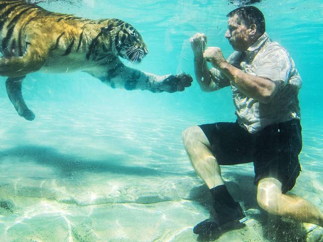 HOLD COURIER MAIL EMBARGO MONDAY 30TH MARCH Dreamworlds Tiger Island manager Patrick Martin-Vegue and other handlers with the tigers who are now some of the only ones left at the park since it has shut. Picture: NIGEL HALLETT