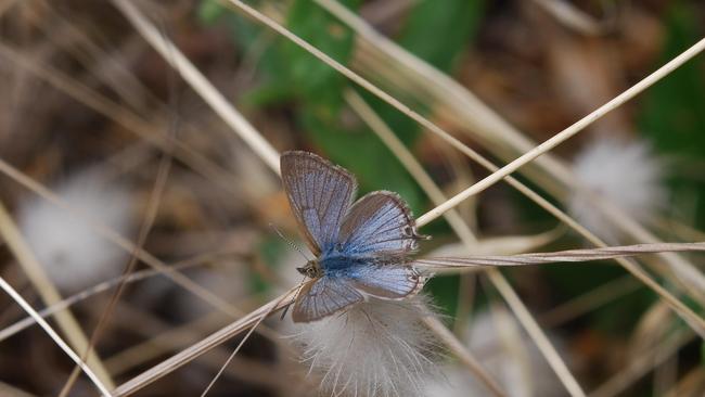 A bitterbush blue butterfly. Picture: Andy Young