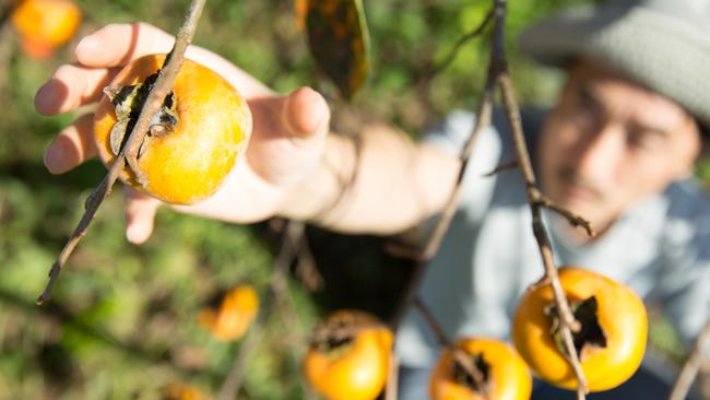 The last decade has seen the rural version of World War III, made worse by the ultimate WMD of climate change. Picture: iStock