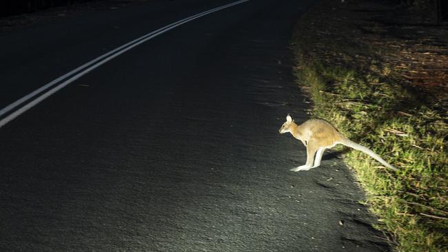 Wildlife is more active at night and at dawn.