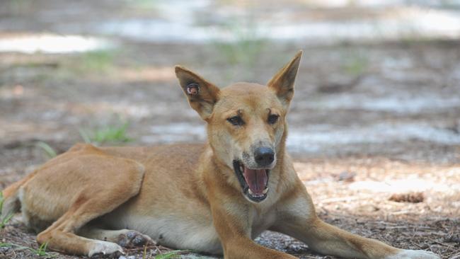 Fraser Island – tagged dingo at Central Station.