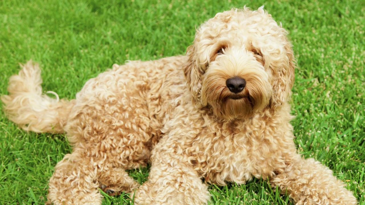 A new study has found labradoodles are mostly just poodle. Picture: iStock