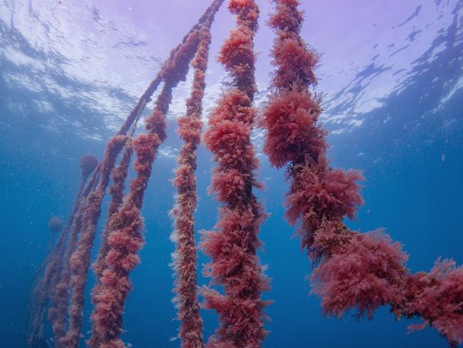 Marine farm at Sea Forest cultivates native asparagopsis seaweed on the largest marine lease in the Southern Hemisphere. Picture: Stu Gibson