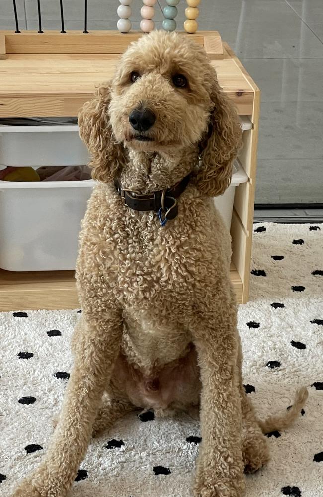 Joining them in the office is their pet labradoodle Arlo, who is as friendly and welcoming as the Deens. Photo: Fergus Gregg