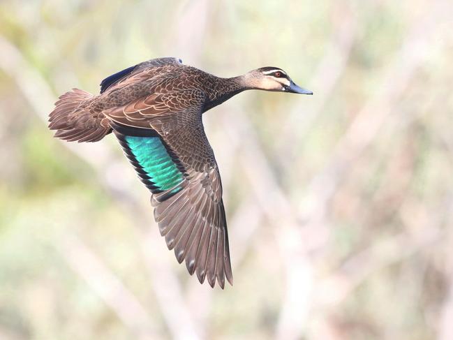 Decision to allow duck hunting in 2021 ignores science and public opinion., Pacific Black Duck Picture: Con Boekel