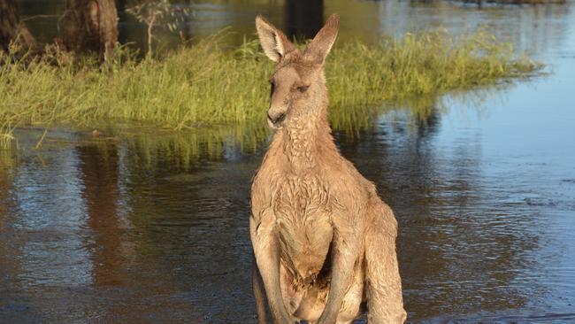 From a collection of personal photographs of the monster flood that hit Louise and Andrew's property in October 2016.This stranded big male roo eventually died at the Prairie home front gate.  Picture: Louise Burge