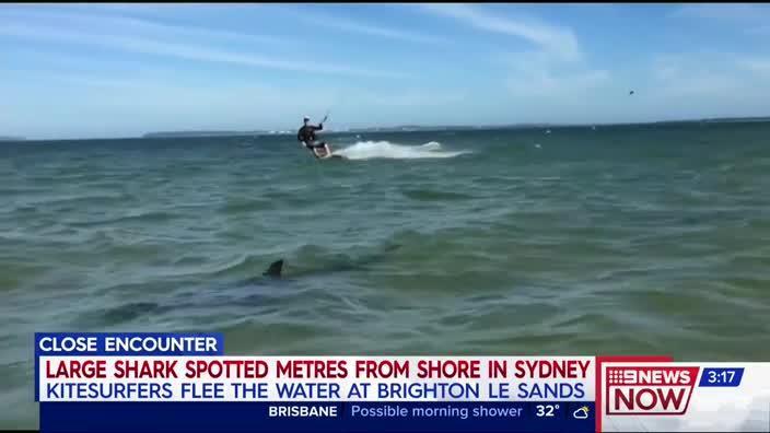 Nine News: Close encounter with Shark at Brighton Beach                  