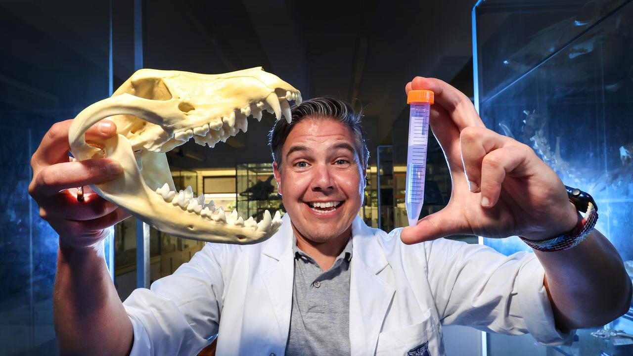 Professor Andrew Pask hopes to bring the Tasmanian tiger back to life using the surrogate uterus of another animal. He is pictured holding a thylacine skull and a test tube containing DNA. Picture: David Caird
