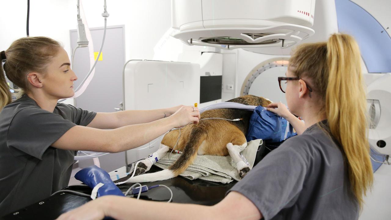 Clubber receiving radiation treatment. The machine can treat a wide range of cancers, from lymphomas to sarcomas, brain and spinal tumours, as well as provide palliative pain relief. Picture: Tim Hunter.